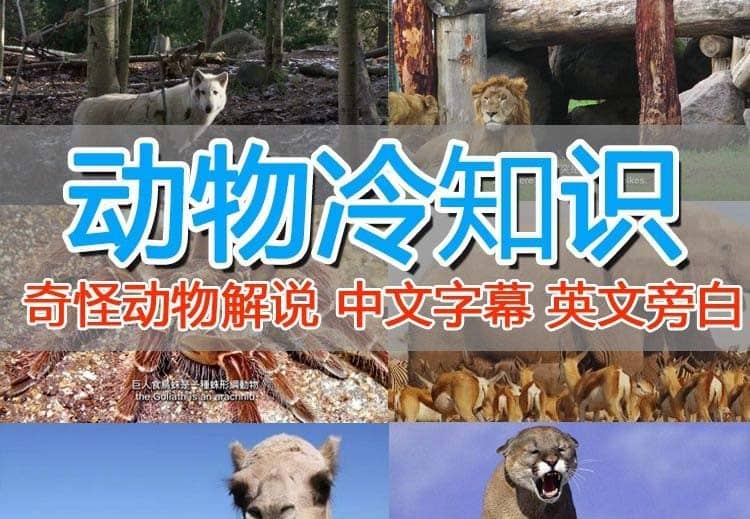 外面卖1699的国外纪录片解说（动物解说、美食、动画片）稳过中视频-互创学社